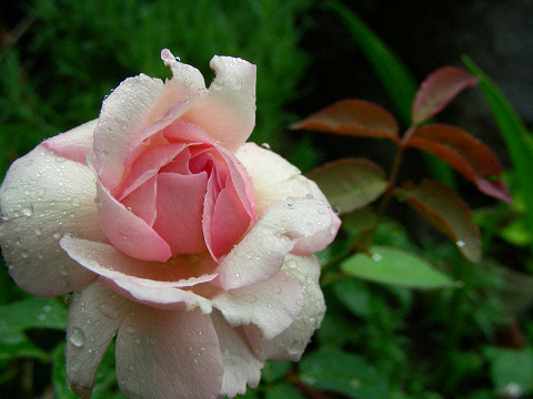 デュセス・ド・ブラバン