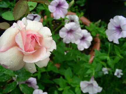 デュセス・ド・ブラバン