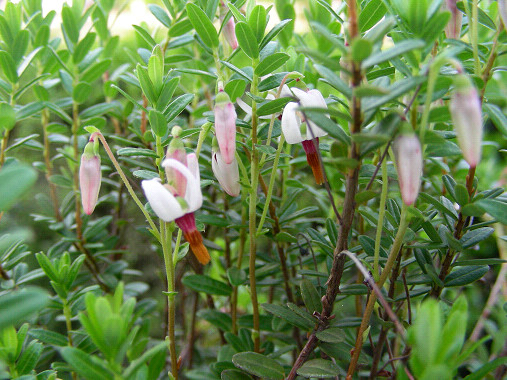 クランベリーの花