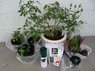 ｶｳﾌﾟﾚのお品