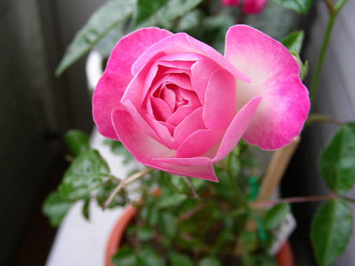 ピーチプリンセス