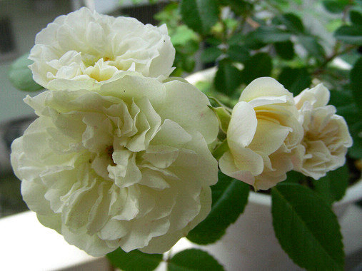 グリーンアイス