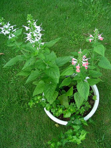 サルビア寄せ植え