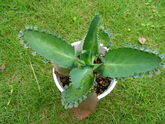 おもしろ葉っぱ１