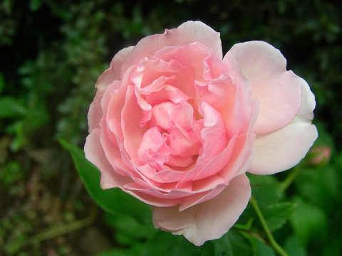 デュセス・ド・ブラバン