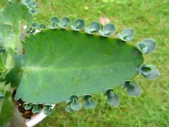 おもしろ葉っぱ２