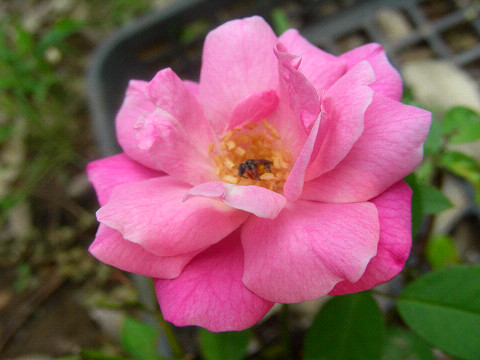 名無しチャイナ