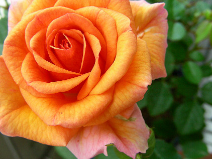 名無しオレンジ