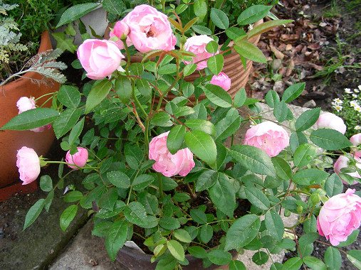 ピーチプリンセス