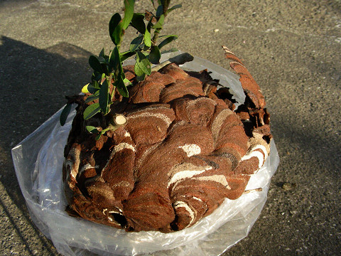 スズメバチの巣