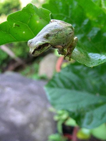 ハイビスカスとかえる