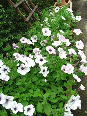 ペチュニア　Peary queen