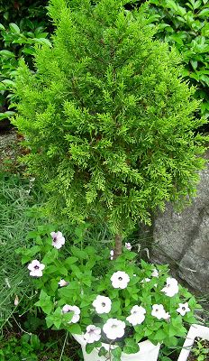 コニファーとPeary queen