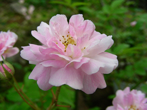 ポールズヒマラヤンムスク