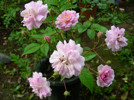 ポールズヒマラヤンムスク