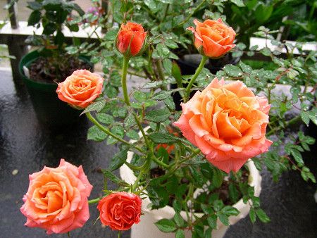 プライドインジョイ