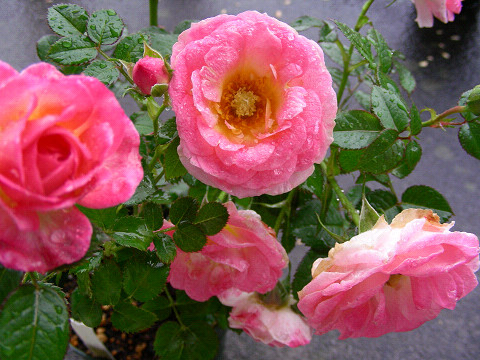 チュチュ・オプティマ