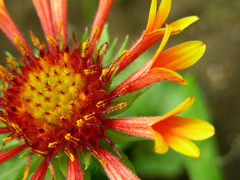 ガイラルディア・ファンファーレ