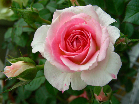 チュチュ・オプティマ