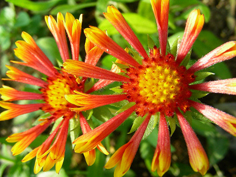 双子のガイラルディア