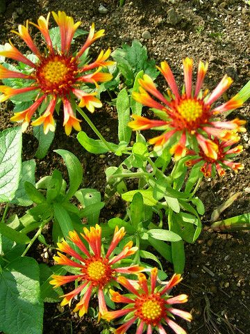 ガイラルディア全体像