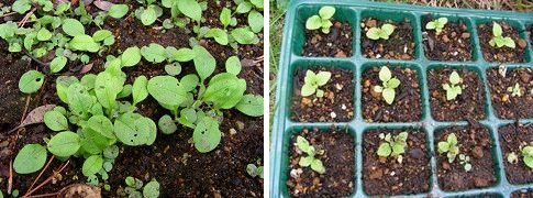 忘れな草とジギタリス