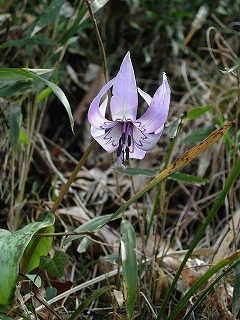 カタクリの花