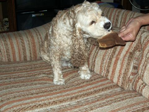 美食にご注意カイ