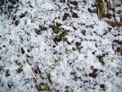 2月初雪