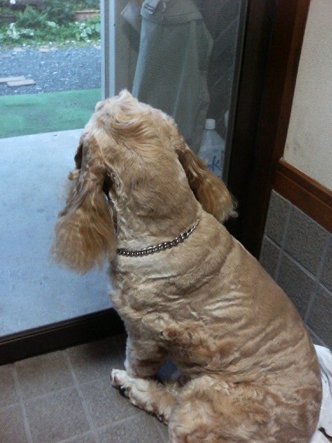 モヒカン カット後頭部