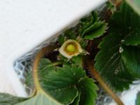 花。。。なんか奥のほーだし。