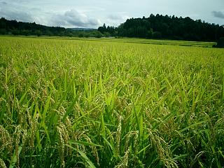 三重県　田んぼ２