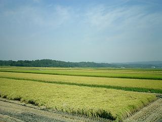 三重県　田んぼ５