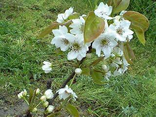 梨の花