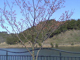 まだつぼみの桜☆