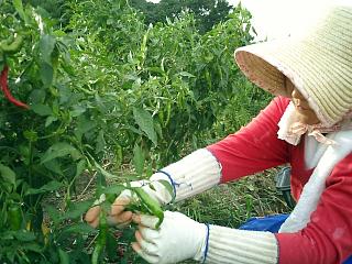 伏見甘長ししとう収穫４