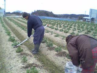 そら豆栽培