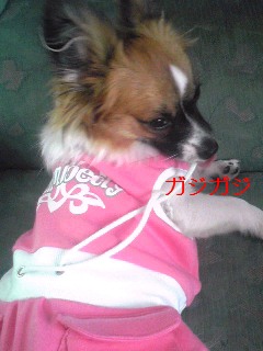 とりあえず・・・噛む