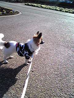 みんなでお散歩