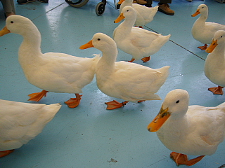 鳥羽水族館２