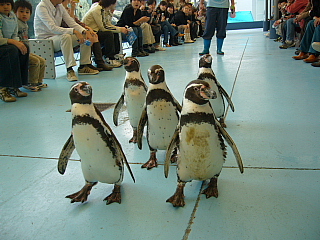 鳥羽水族館３