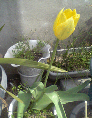 家にさいたチューリップ.gif