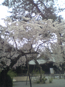 水無瀬の桜～