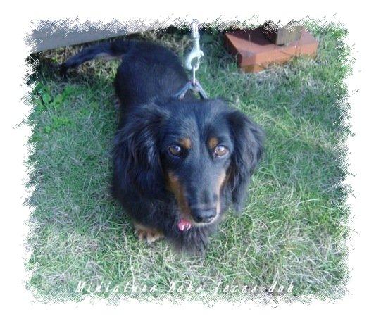 ミニチュアダックスフンド ほたる