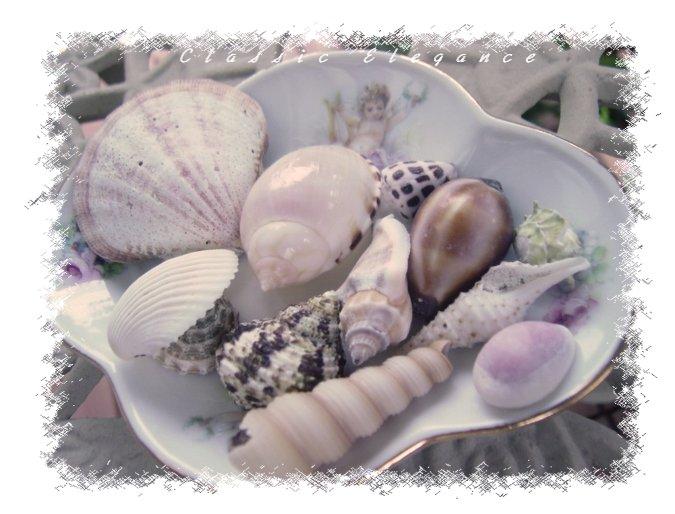 エンジェルトレー＆貝殻
