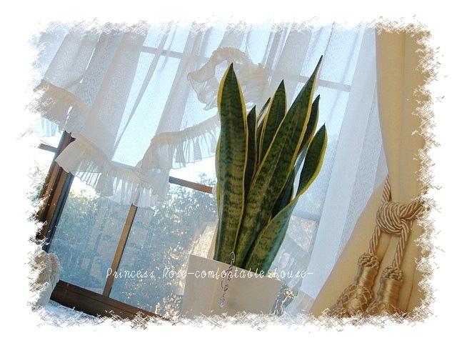 サンスベリア♪