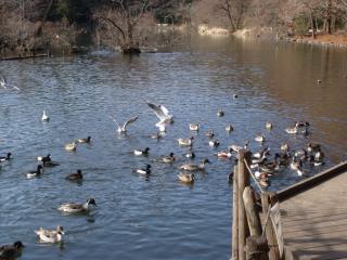 080126石神井公園_2