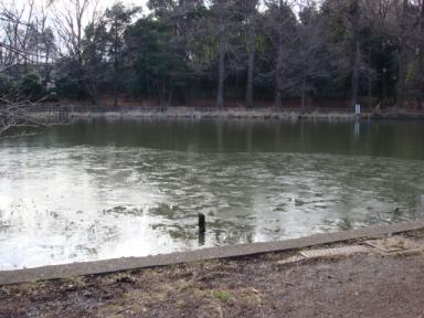 080126石神井公園_4
