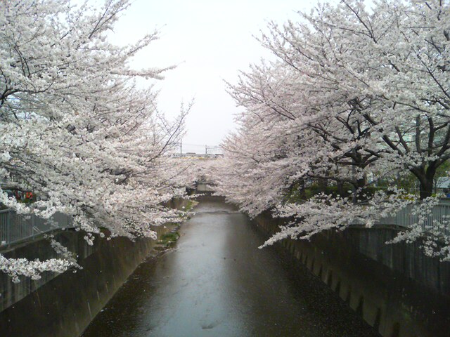 070401_石神井川_3