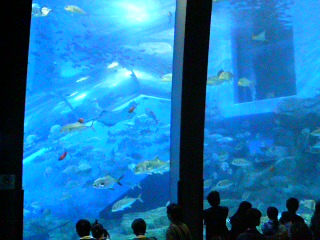 061103八景島シーパラダイス_4